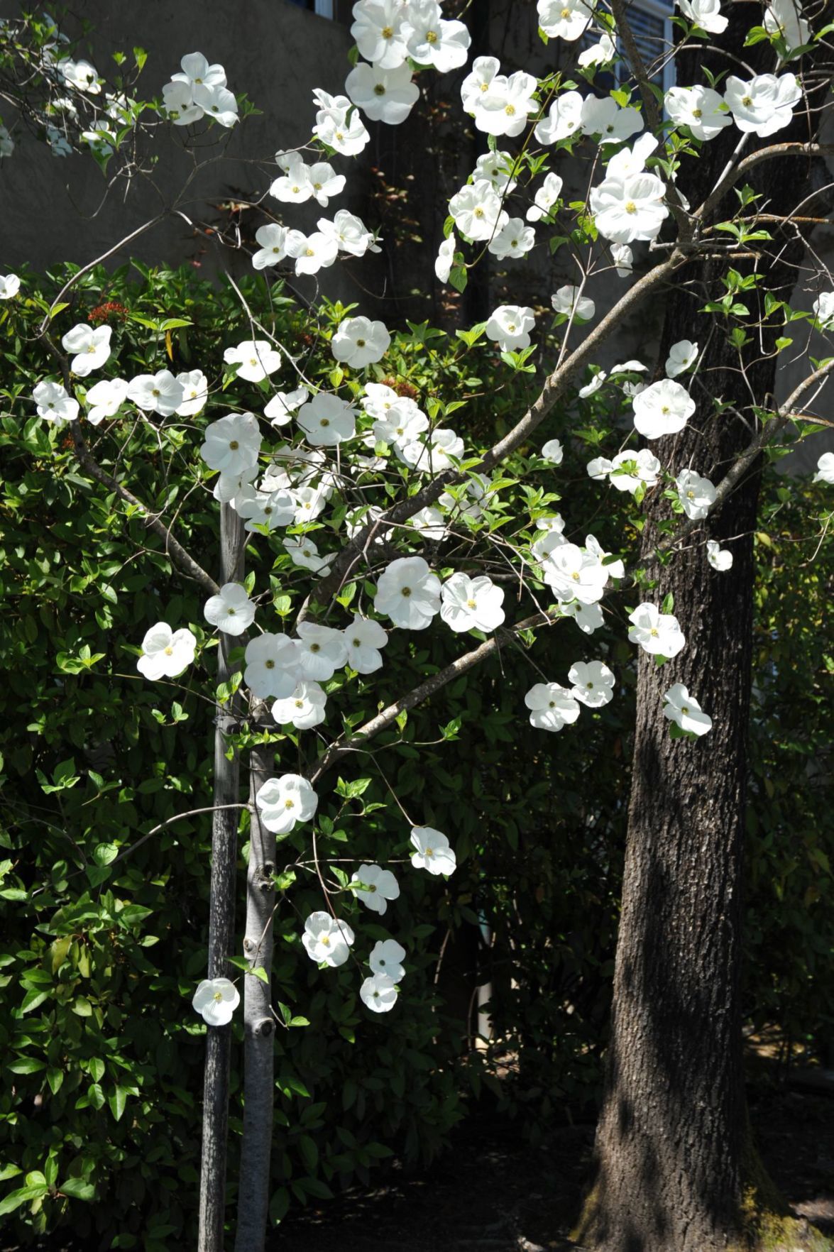 Lovely white Dogwood trees